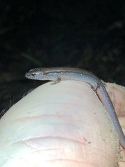 Calyptotis scutirostrum