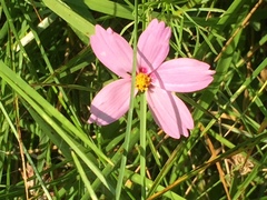 Cosmos parviflorus