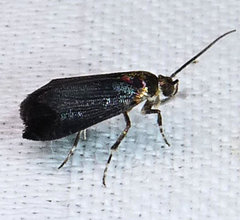 Abrenthia cuprea