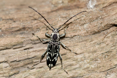 Sarosesthes fulminans