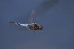 Orthetrum cancellatum