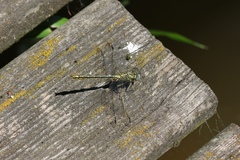 Gomphus pulchellus