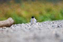 Sternula antillarum athalassos