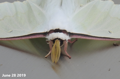 Actias artemis