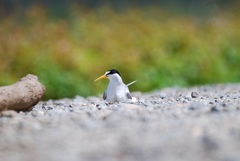Sternula antillarum athalassos