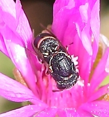 Masarinae