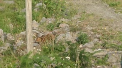 Lepus timidus hibernicus