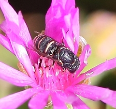 Masarinae