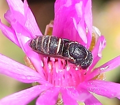 Masarinae