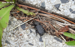 Clinterocera scabrosa