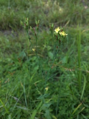 Hypericum gymnanthum
