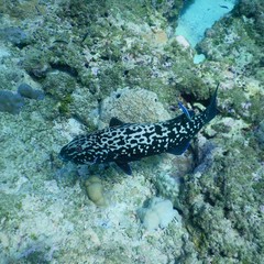 Plectropomus punctatus