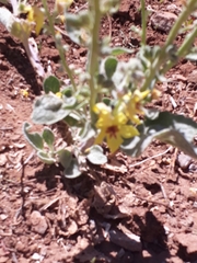 Verbascum damascenum