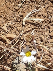 Anthemis pauciloba