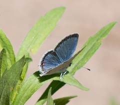 Cupido amyntula