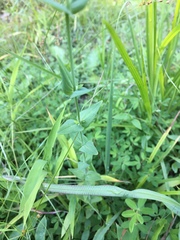 Hypericum gymnanthum