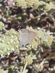 Satyrium abdominalis