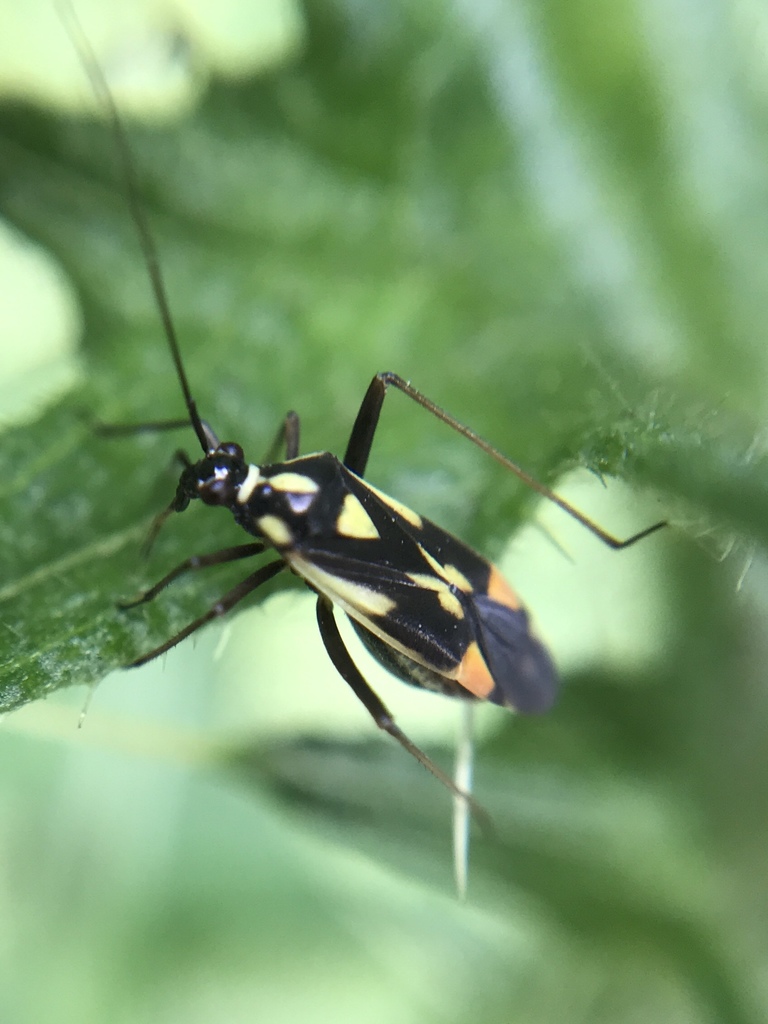 orange-spotted plant bug