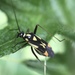 Orange-spotted Plant Bug - Photo (c) Andrea Quadrio, some rights reserved (CC BY), uploaded by Andrea Quadrio