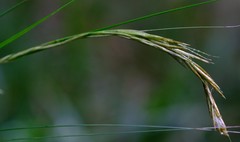 Carex lancea