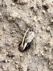 Leptuca leptodactyla