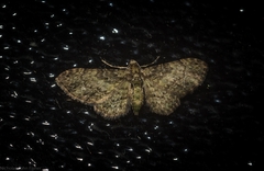 Chloroclystis mniochroa