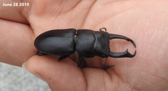 Dorcus rectus