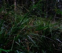 Carex lancea