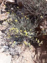 Odontarrhena muralis