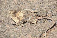 Didelphis virginiana