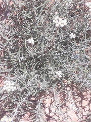 Achillea falcata