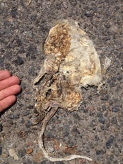 Didelphis virginiana