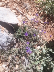 Campanula stricta