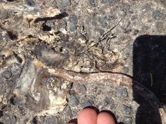 Didelphis virginiana