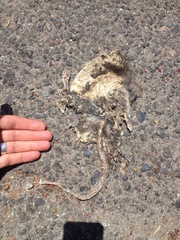 Didelphis virginiana