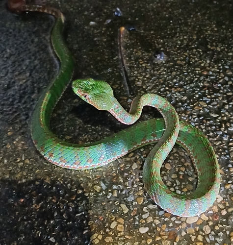 Photo of a Phuket Pitviper (Trimeresurus phuketensis)
