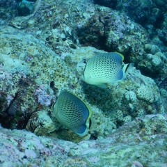 Chaetodon guttatissimus