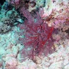 Melithaea