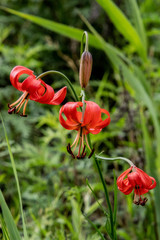 Lilium pumilum