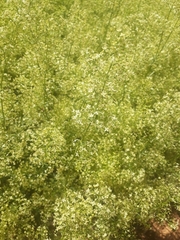 Galium libanoticum