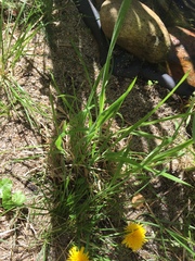 Holcus lanatus