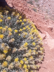 Centaurea drabifolia
