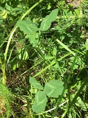 Trifolium repens