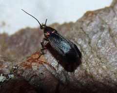 Abrenthia cuprea