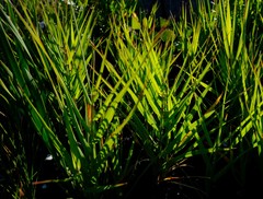 Ehrharta setacea scabra