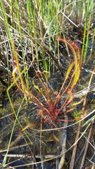 Drosera linearis