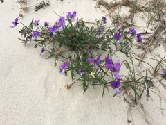 Viola tricolor curtisii