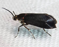 Abrenthia cuprea