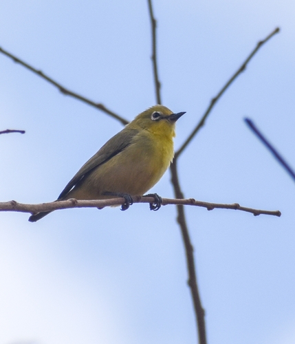 Pale White-eye (Zosterops flavilateralis), photo 6