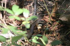 Coluber constrictor latrunculus